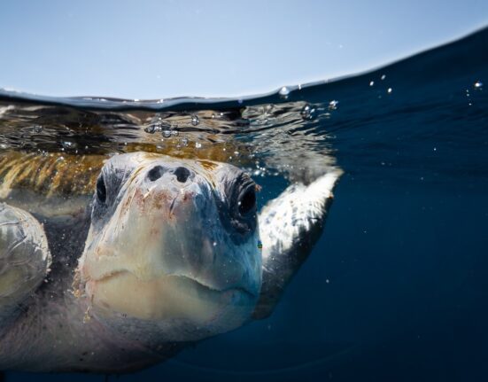 under-te-sea-diving-in-the-sea-of-cortez