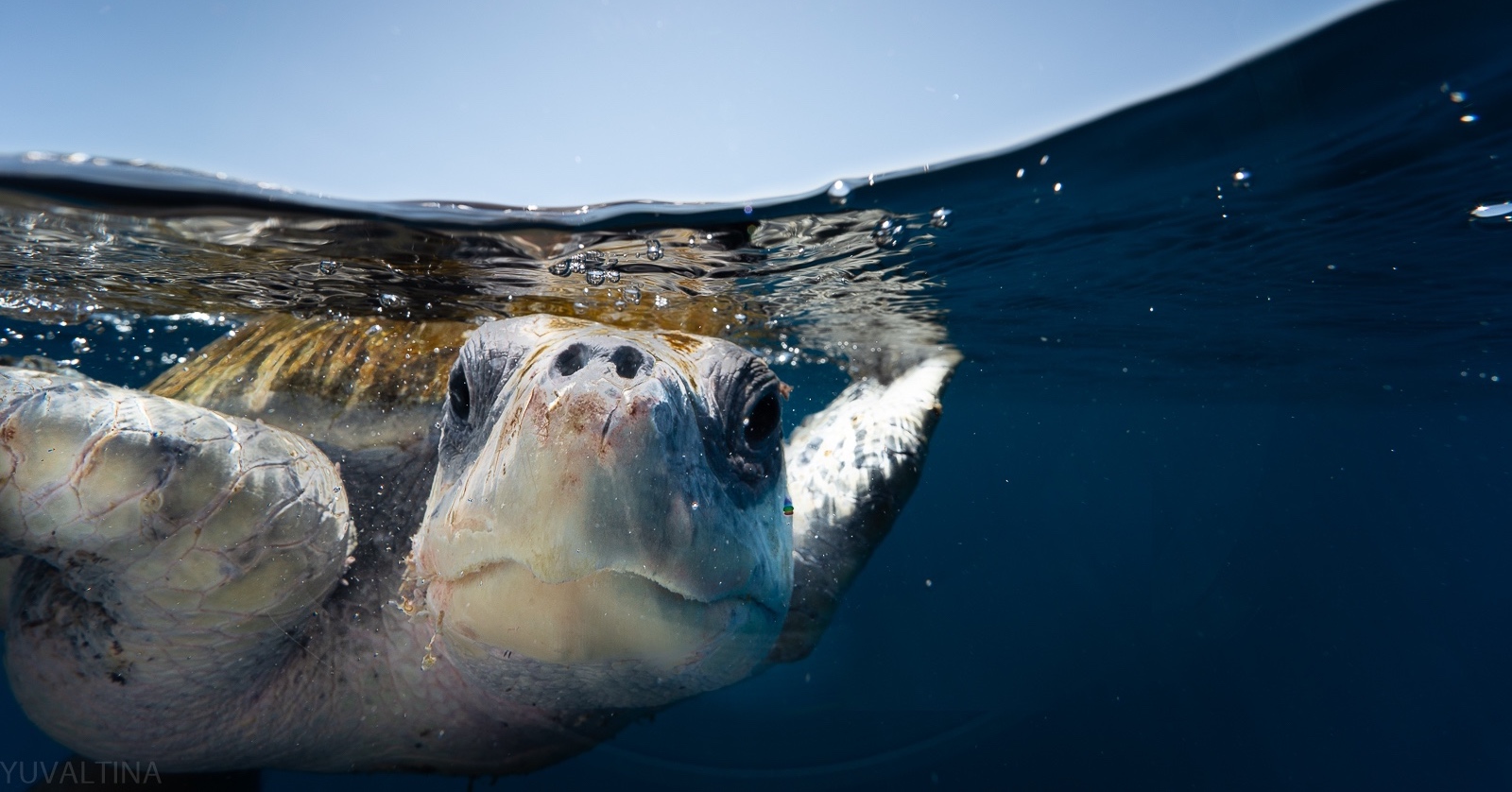 under-te-sea-diving-in-the-sea-of-cortez