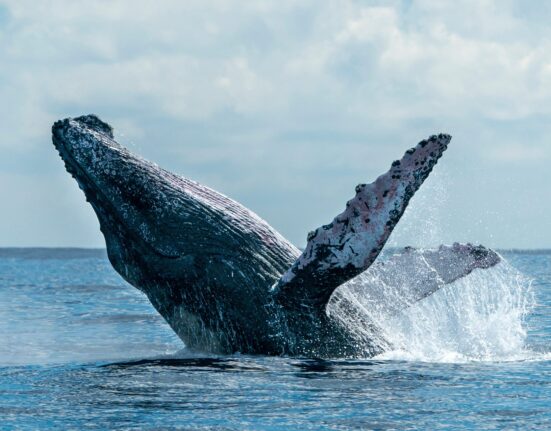 the-whales-are-here-whale-watching-season