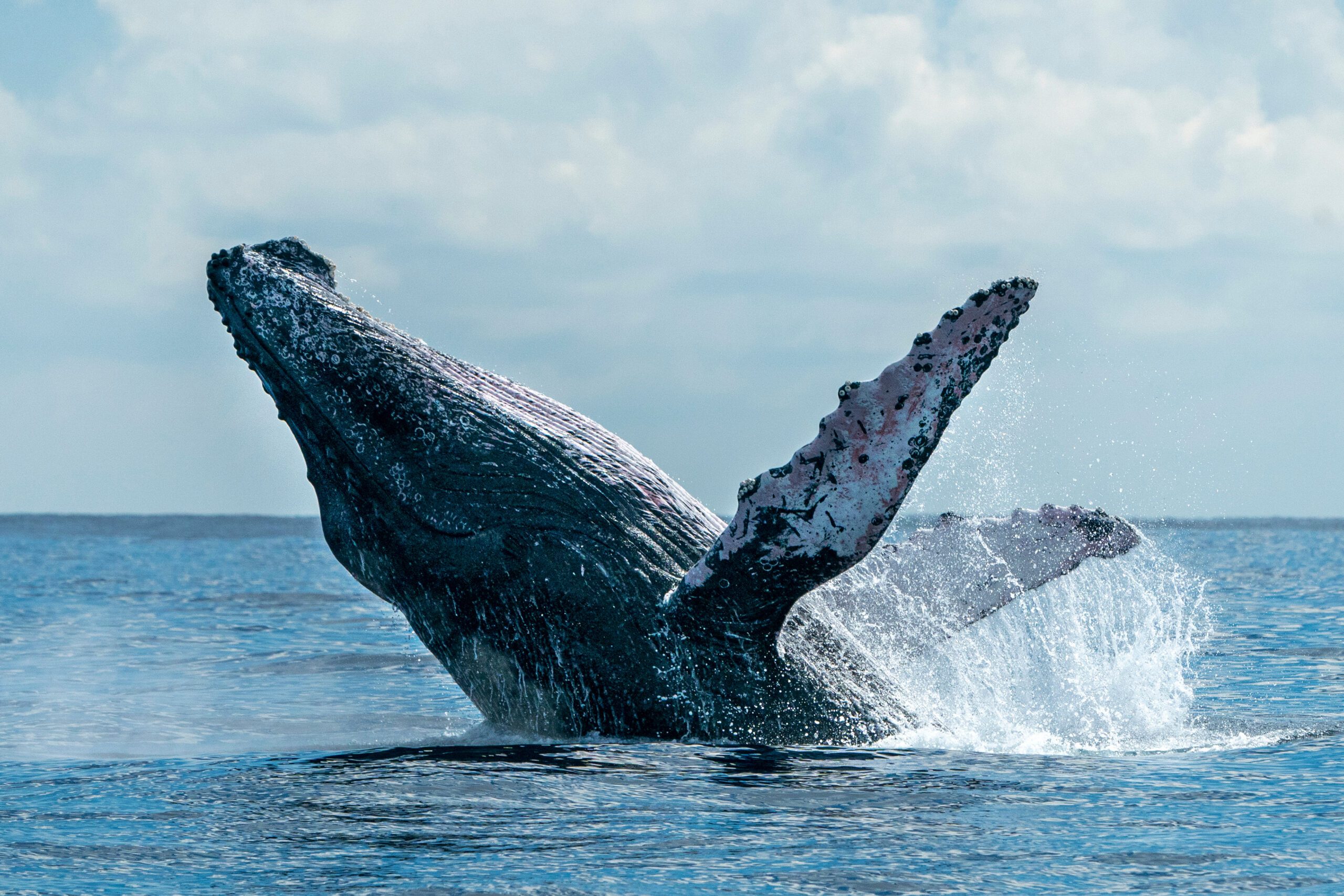 the-whales-are-here-whale-watching-season