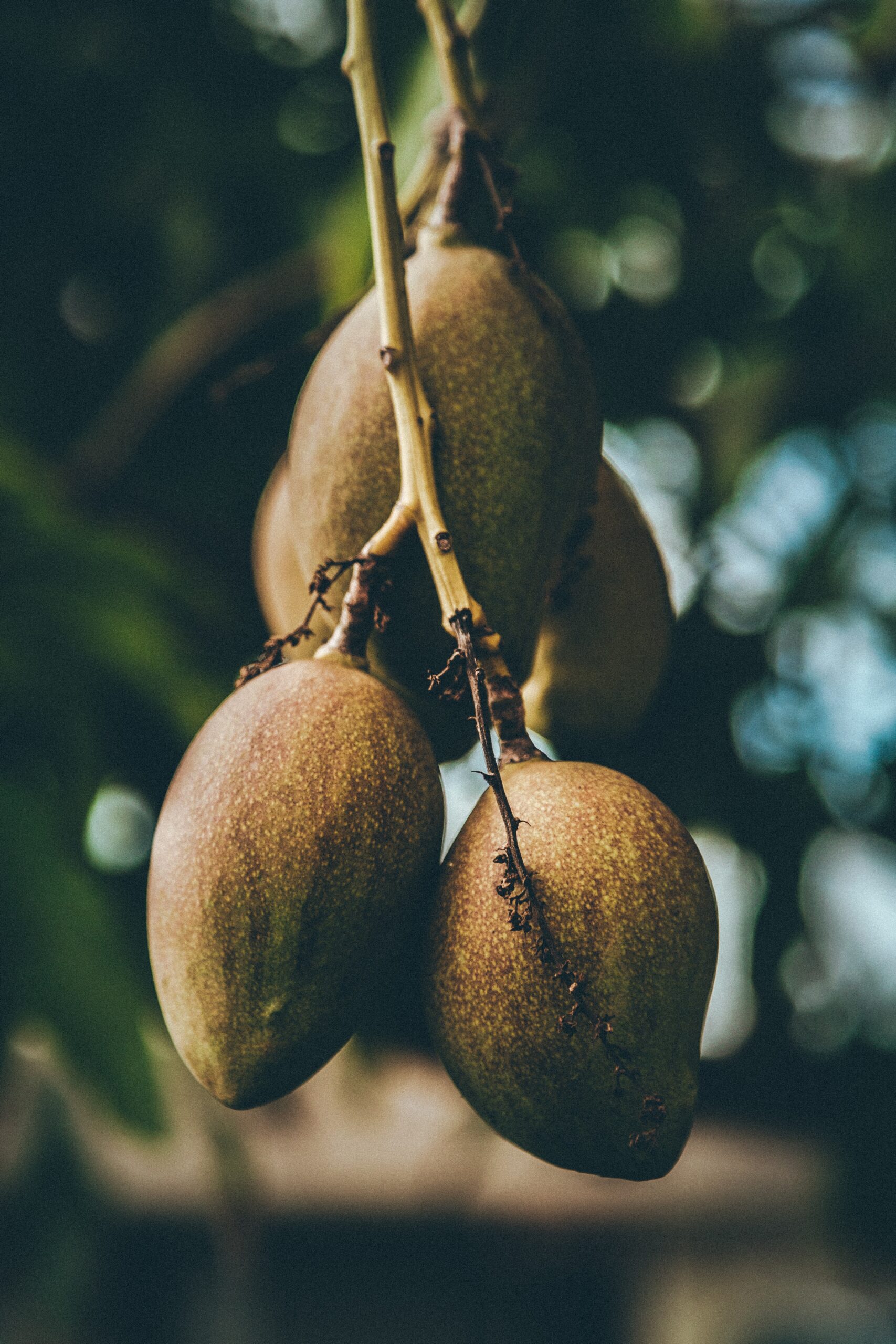 mango-season