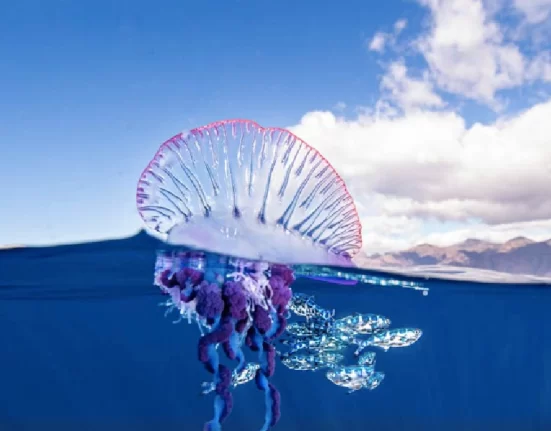 Destino-Los-Cabos-magazine-blog_Jellyfish 01