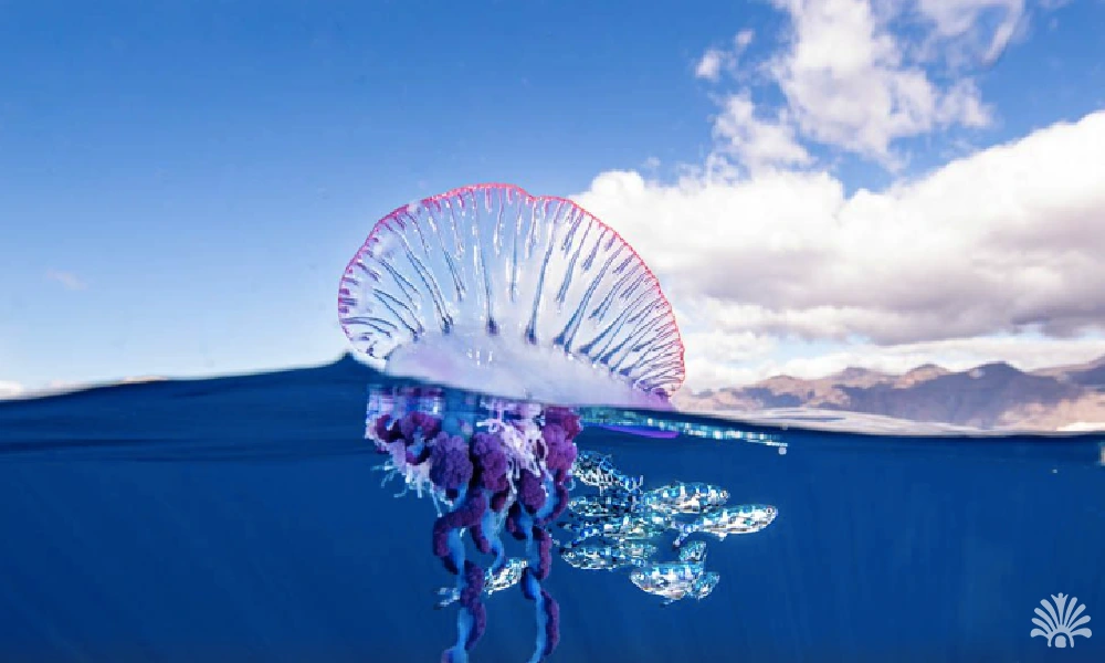 Destino-Los-Cabos-magazine-blog_Jellyfish 01