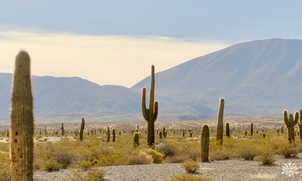 Destino-Los-Cabos-magazine_blog_Desert Art Blog-01