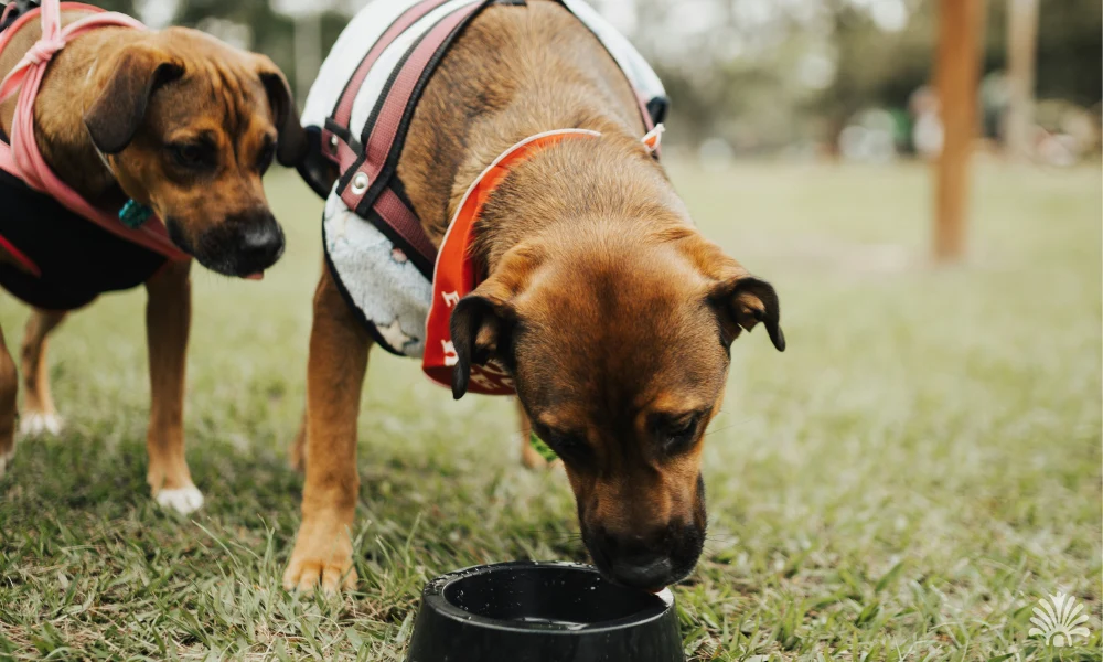 Destino-Los-Cabos-magazine_blog_Is Los Cabos Pet Friendly_03