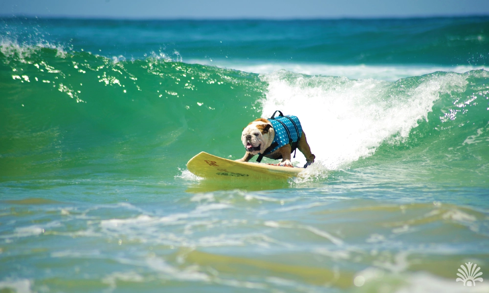 Destino-Los-Cabos-magazine_blog_A Complete Guide to Traveling to Cabo with Your Pet 01