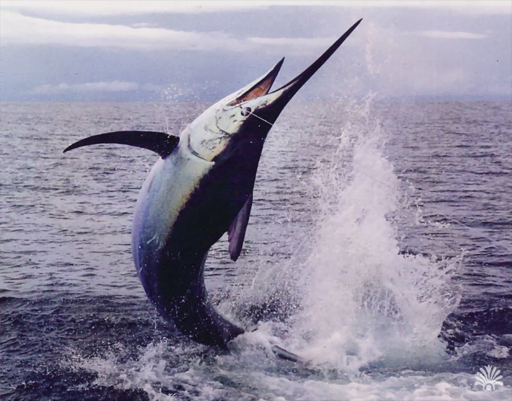 Destino-Los-Cabos-magazine_blog_Discover the Best Fishing Spots and Seasons in Los Cabos 03