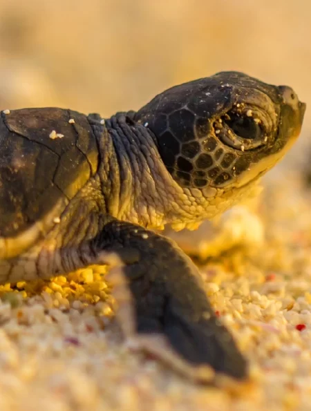 Destino-Los-Cabos-magazine_blog_From Sand to Sea Turtle Releasing in Los Cabos 01