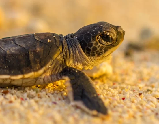 Destino-Los-Cabos-magazine_blog_From Sand to Sea Turtle Releasing in Los Cabos 01