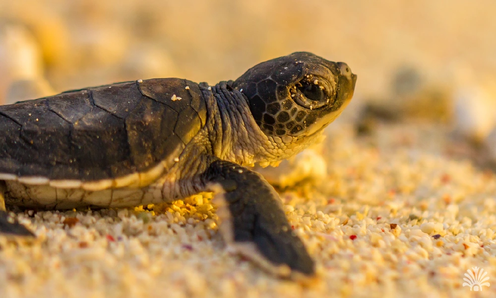 Destino-Los-Cabos-magazine_blog_From Sand to Sea Turtle Releasing in Los Cabos 01