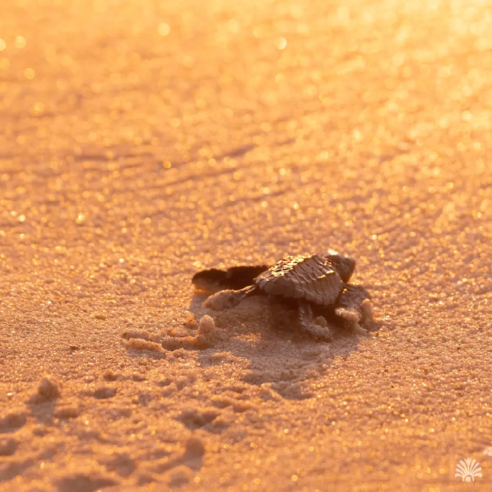 Destino-Los-Cabos-magazine_blog_From Sand to Sea Turtle Releasing in Los Cabos 02