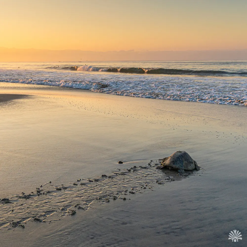 Destino-Los-Cabos-magazine_blog_From Sand to Sea Turtle Releasing in Los Cabos 03