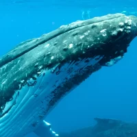 Destino-Los-Cabos-magazine_blog_Guide to Whale Season in Los Cabos 01