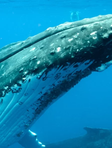 Destino-Los-Cabos-magazine_blog_Guide to Whale Season in Los Cabos 01