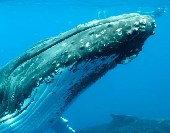 Destino-Los-Cabos-magazine_blog_Guide to Whale Season in Los Cabos 01