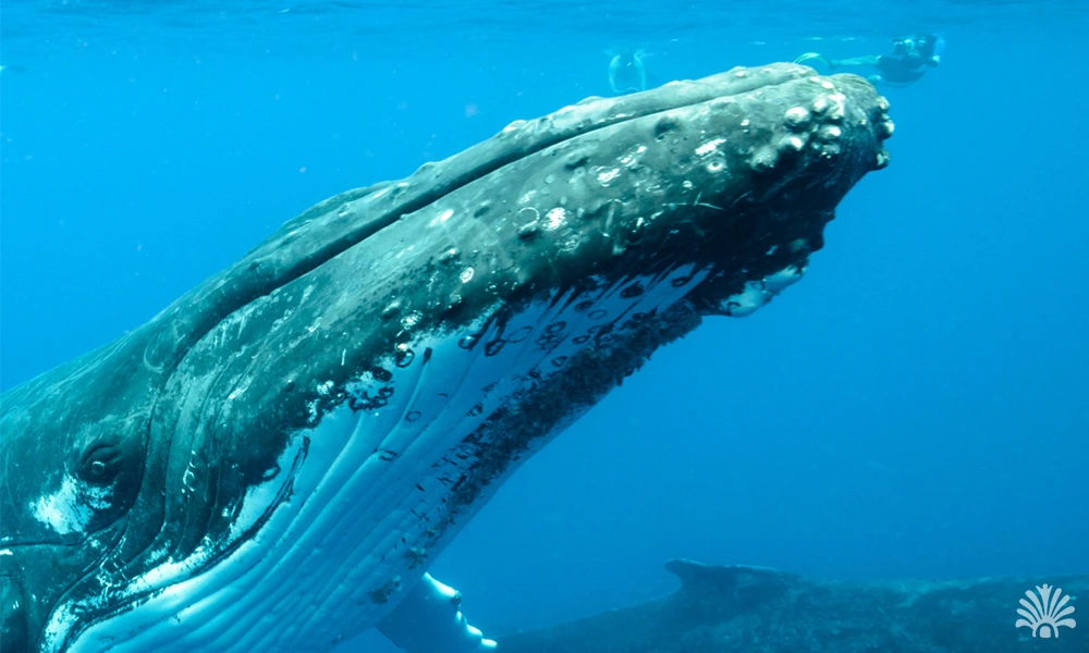 Destino-Los-Cabos-magazine_blog_Guide to Whale Season in Los Cabos 01