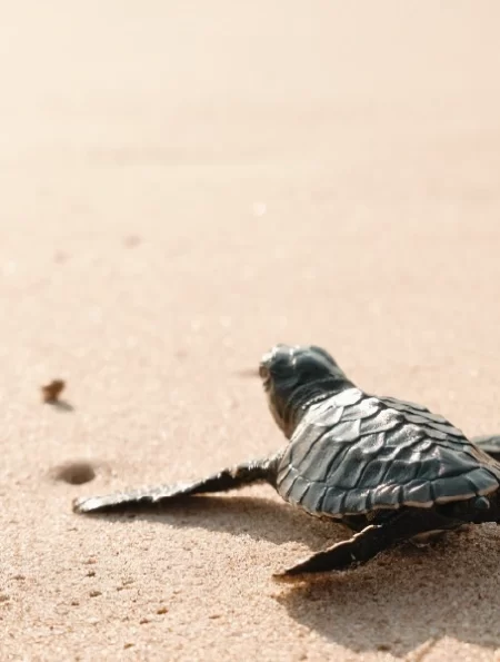 Destino-Los-Cabos-magazine_blog_The Journey of the Sea Turtles 01