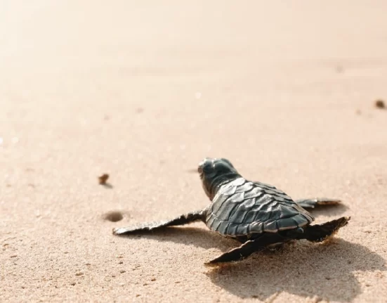 Destino-Los-Cabos-magazine_blog_The Journey of the Sea Turtles 01