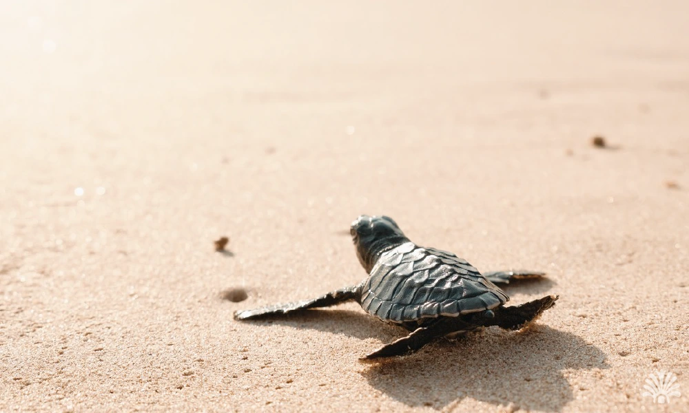 Destino-Los-Cabos-magazine_blog_The Journey of the Sea Turtles 01