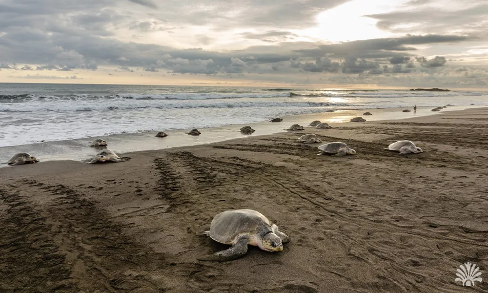 Destino-Los-Cabos-magazine_blog_The Journey of the Sea Turtles 02