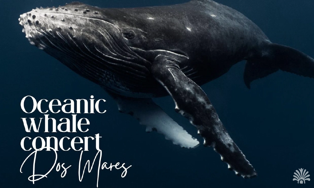 Destino-Los-Cabos-magazine_blog_Dos Mares Oceanic Whale Concert