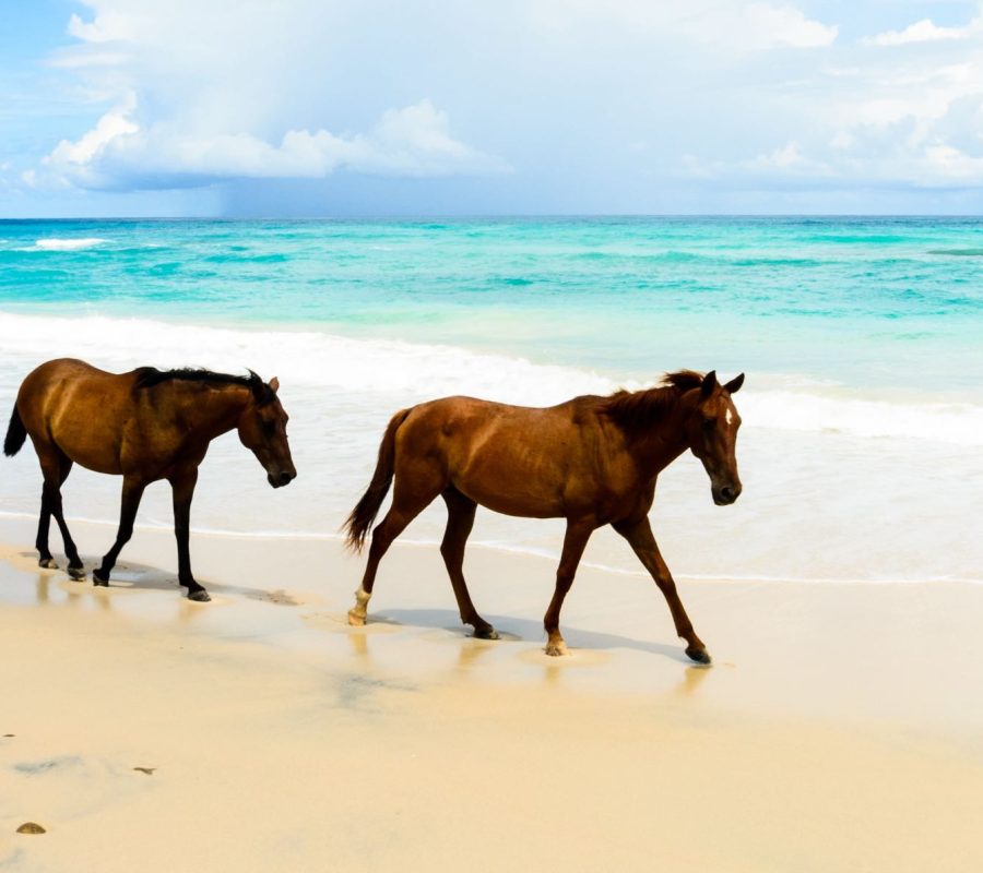 wild horses in a beach in mexico