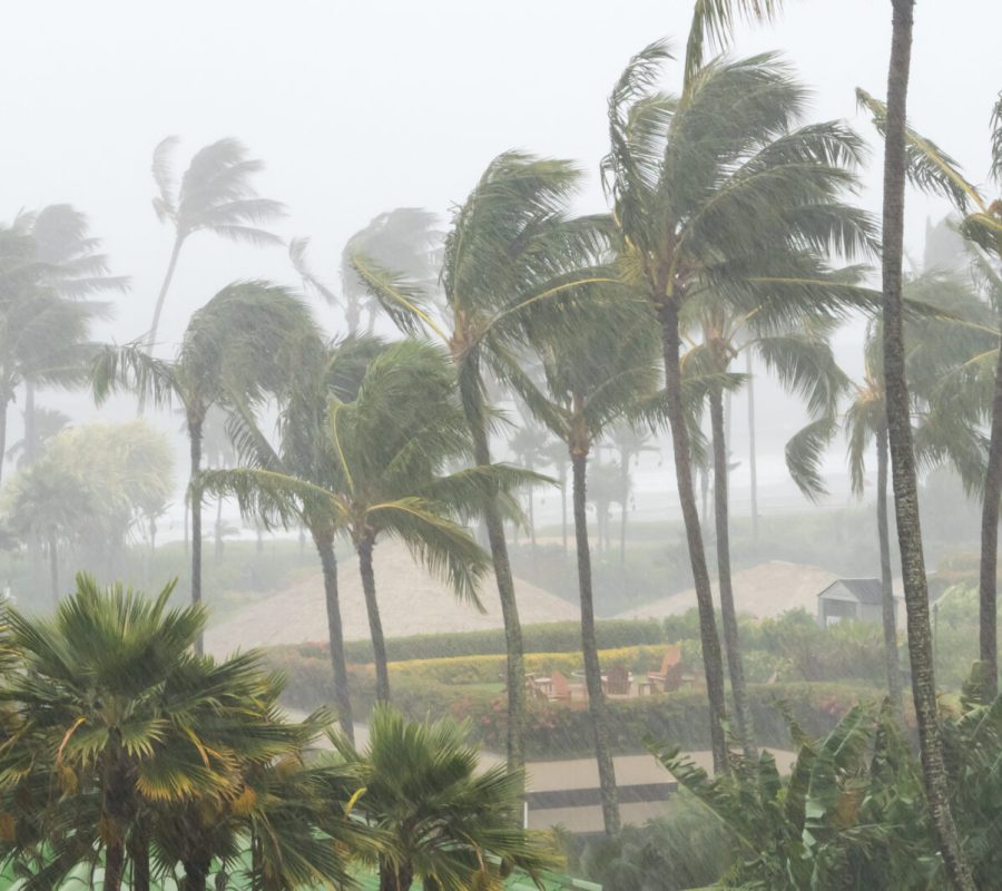 Palm trees blowing in the wind and rain as a hurricane approaches a tropical island coastline